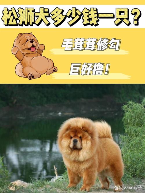松狮犬大约多少钱一只?还要关于它的资料~