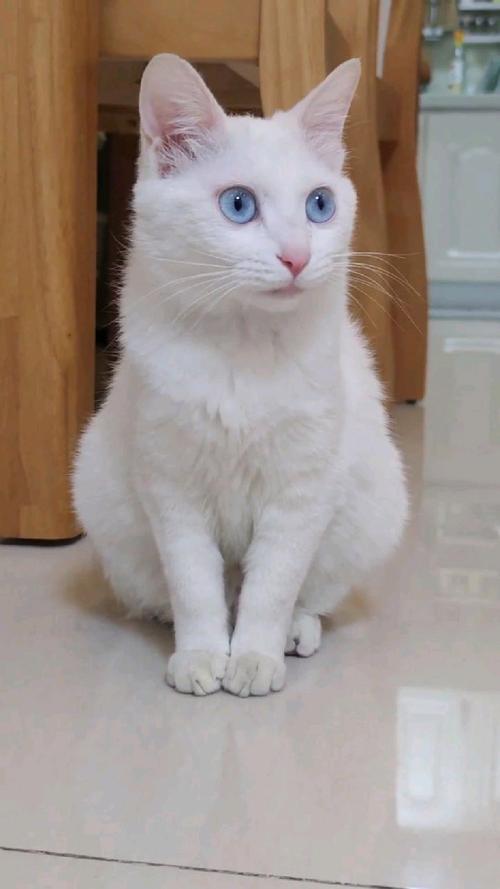 蓝眼睛、灰毛的猫是什么猫