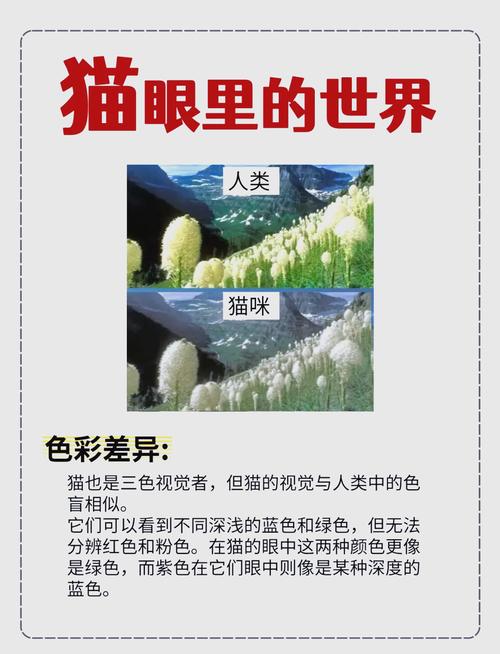 猫眼睛看到的世界是什么样子的