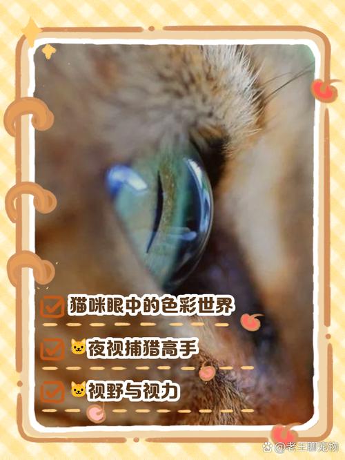 猫眼中的世界是什么颜色的