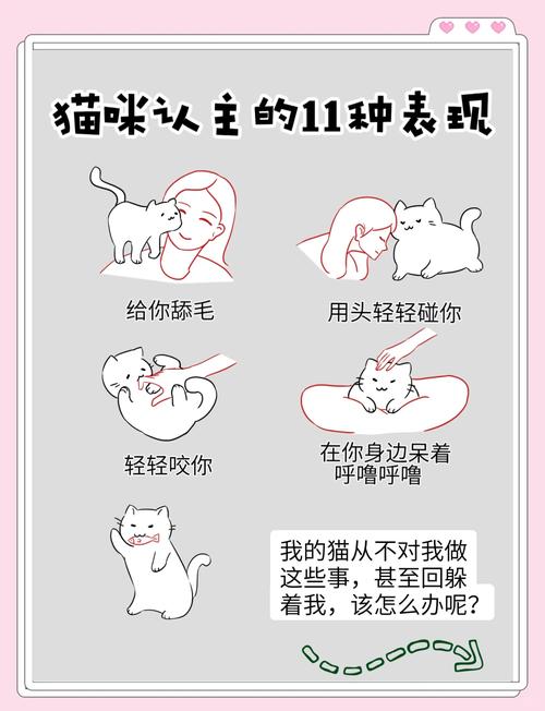 你家猫咪对你有哪些亲近的行为?