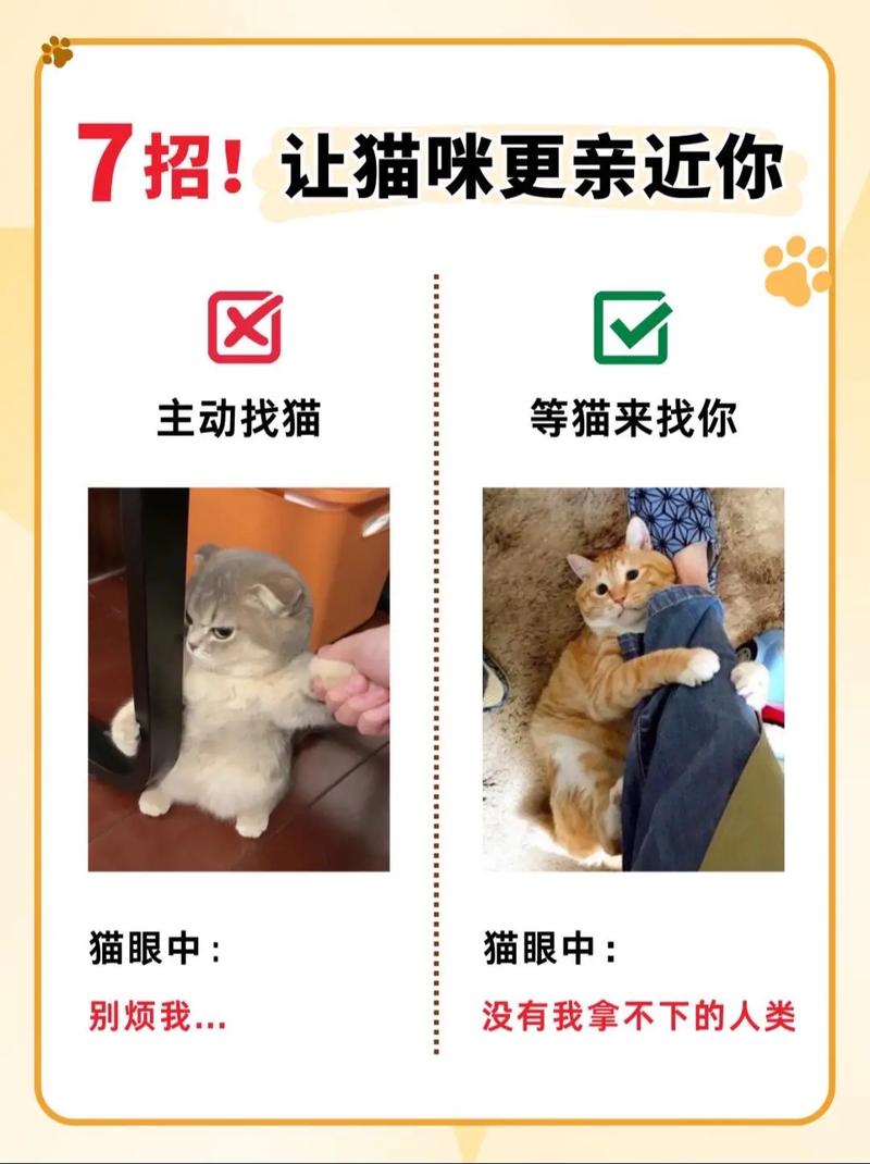 有哪些行为可以表明猫喜欢与人类亲近?
