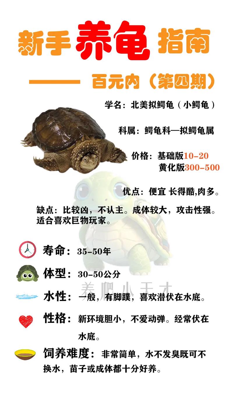 入坑大鳄龟有哪些要点?