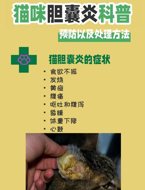 奶牛猫得了胆囊炎,初期会有哪些症状?