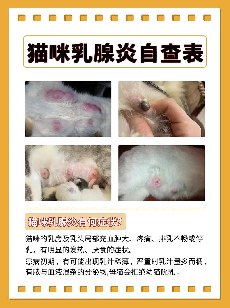 布偶猫得了胆囊炎会有哪些症状?