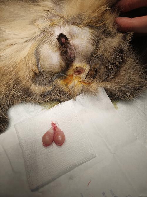 猫咪慢性胆囊炎能绝育吗