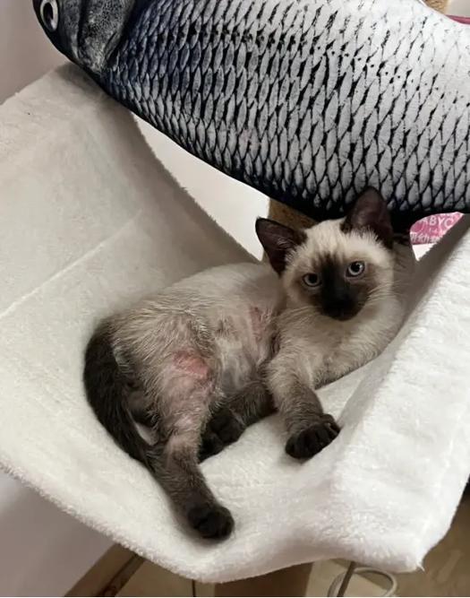猫胆囊炎要摘除胆囊吗?猫胆囊炎的症状和治疗