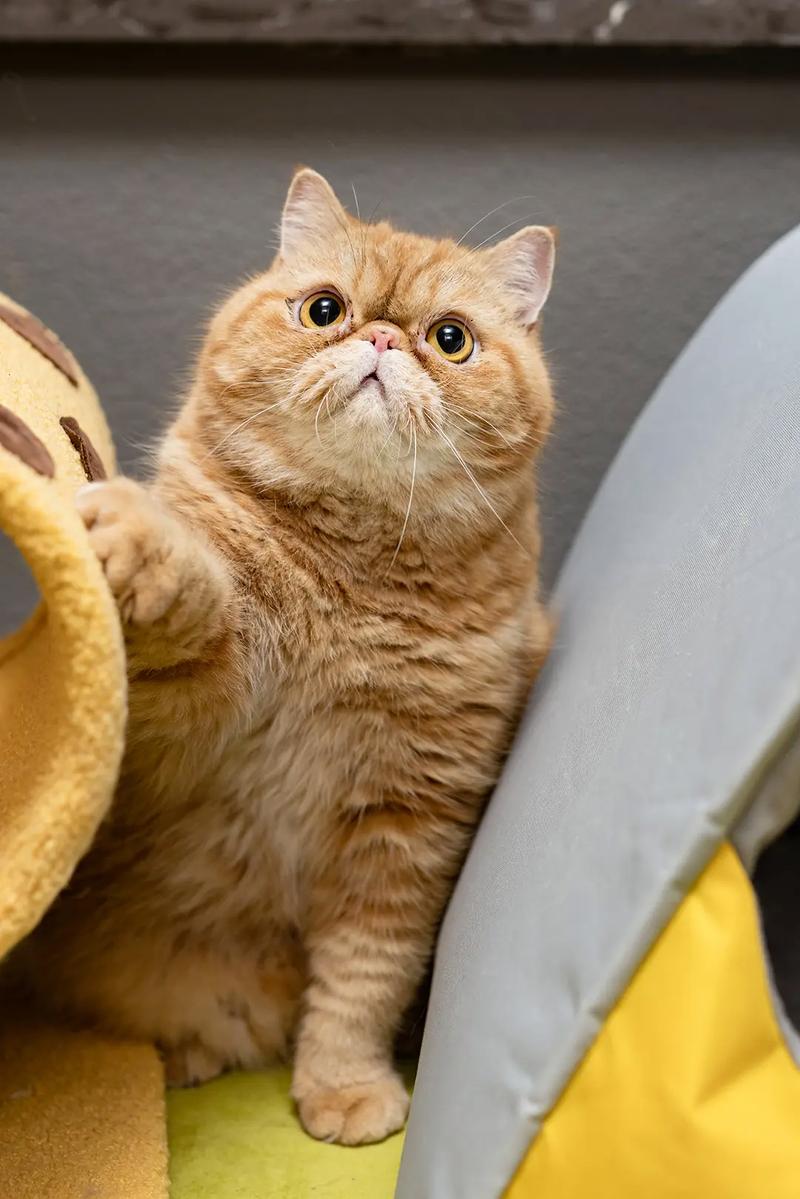 加菲猫的品相特征有哪些?