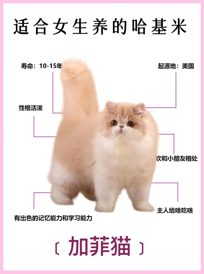 加菲猫的费用
受哪些因素的影响?