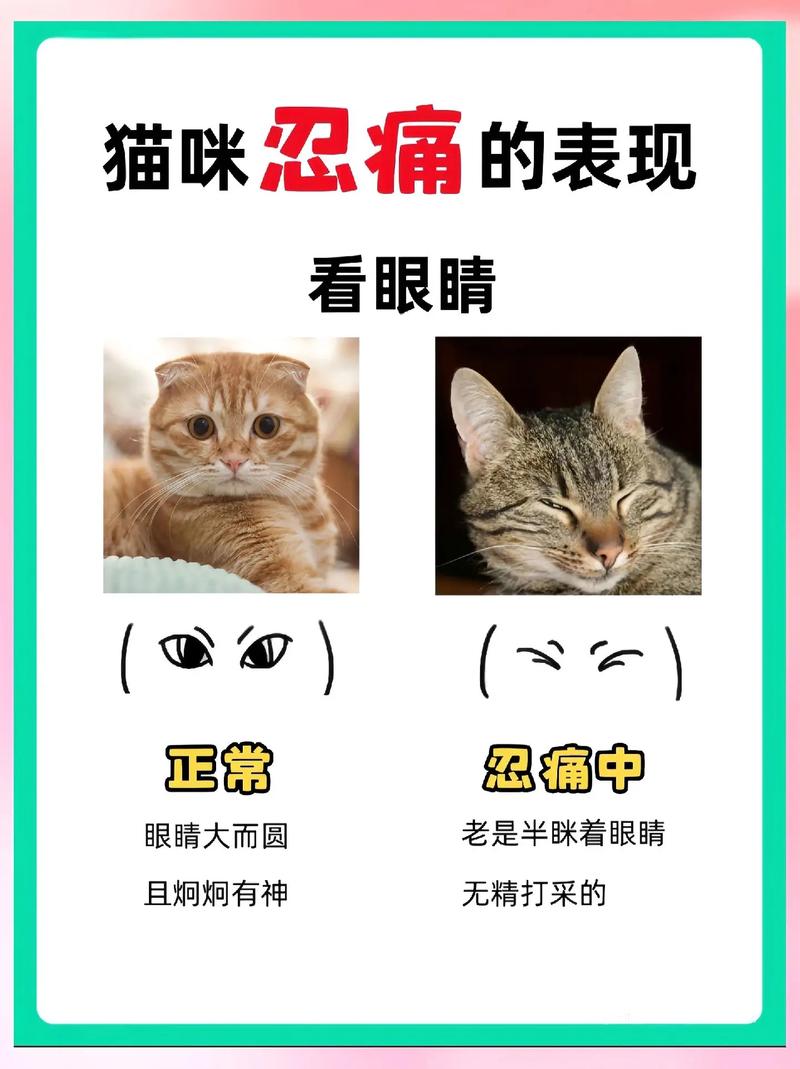 猫咪出现哪些表现,可能是身体不舒服或者生病了?