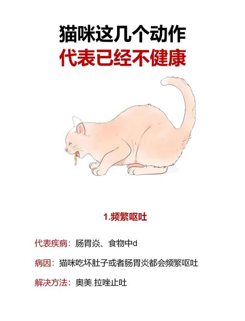 布偶猫身体不舒服,通常会有哪些表现?