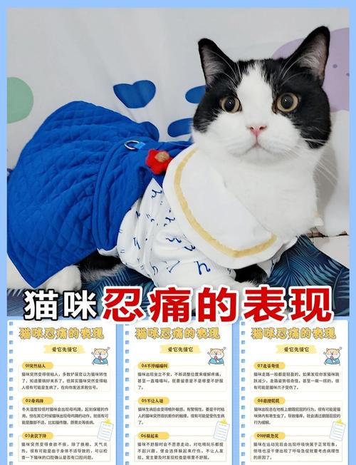 猫咪不舒服的表现