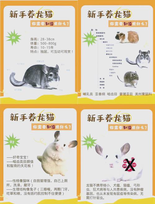 龙猫一只多少钱龙猫多少钱一只