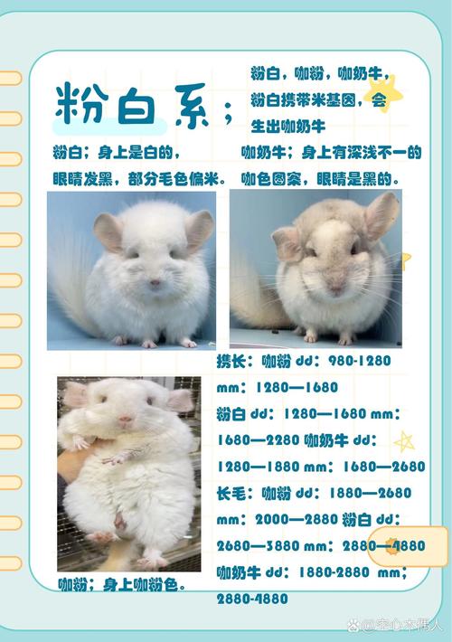 现实龙猫多少钱