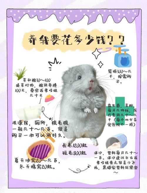 龙猫多少钱一只?
