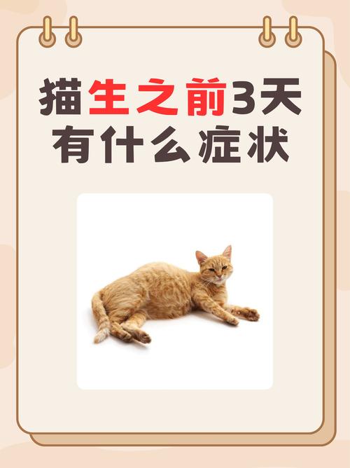 怀孕猫咪生孩子前兆，怀孕猫咪生孩子前兆 会流血吗