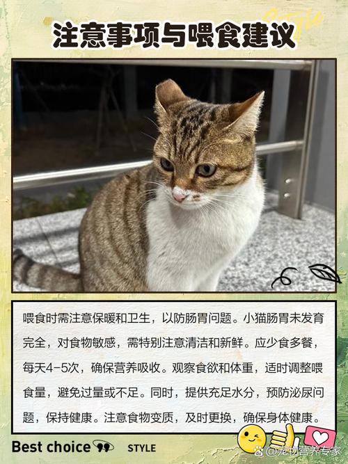猫咪可以饿几天，成年猫咪可以饿几天