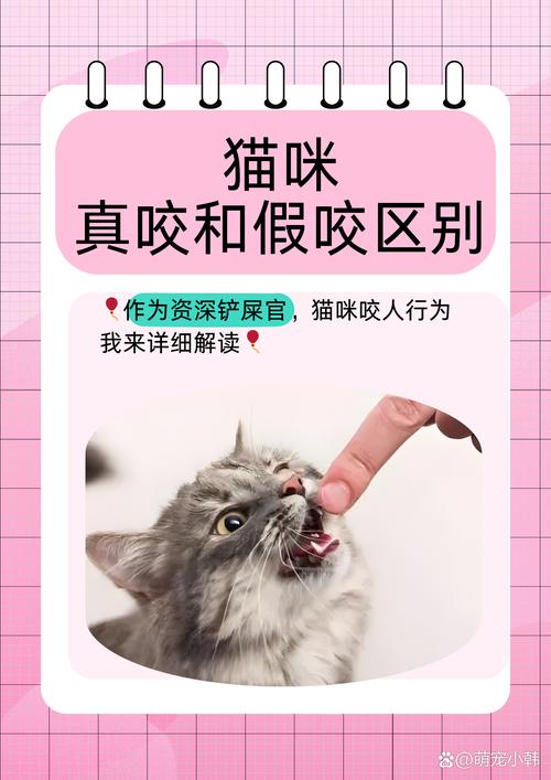 猫咪为什么要乱咬东西
