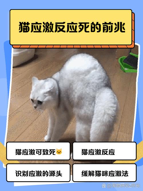 猫咪心率多少正常，猫咪正常的心率是多少?