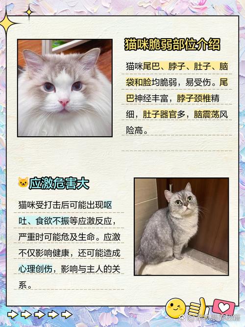 猫咪要死了有什么预兆