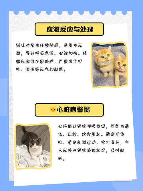 猫咪心跳快,呼吸腹部起伏大