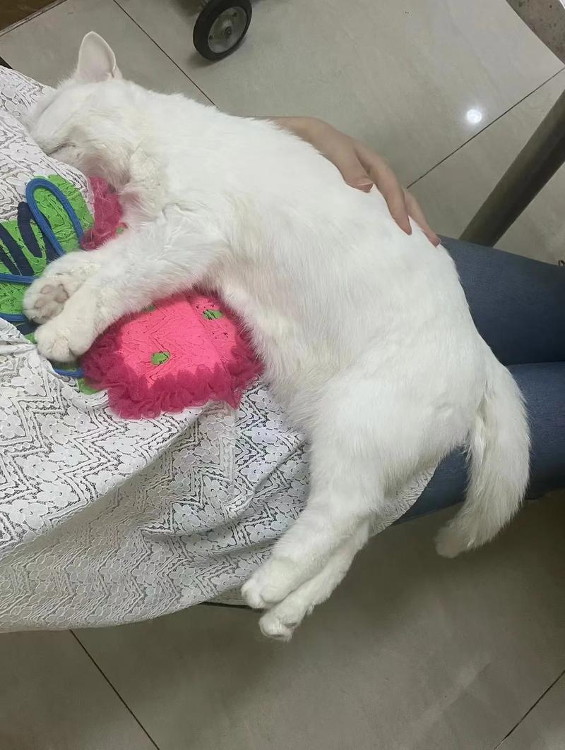 猫咪心率多少次每分钟