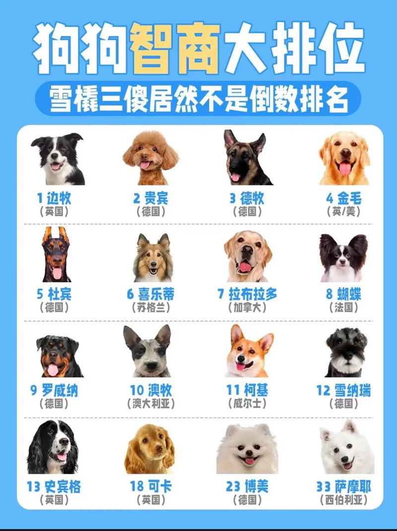 狗狗智商排名
榜1-100名