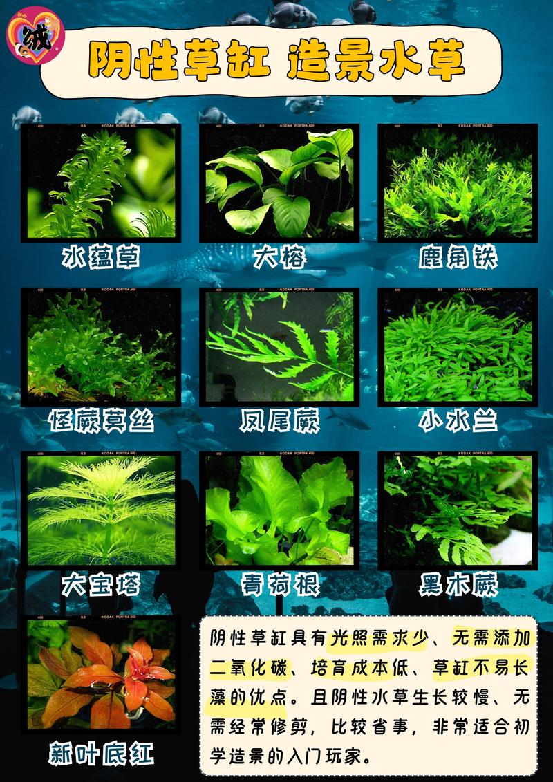 100个造景精髓？100个造景精髓图？