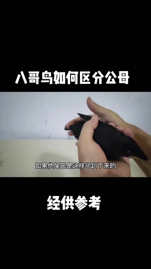 八哥有几种颜色