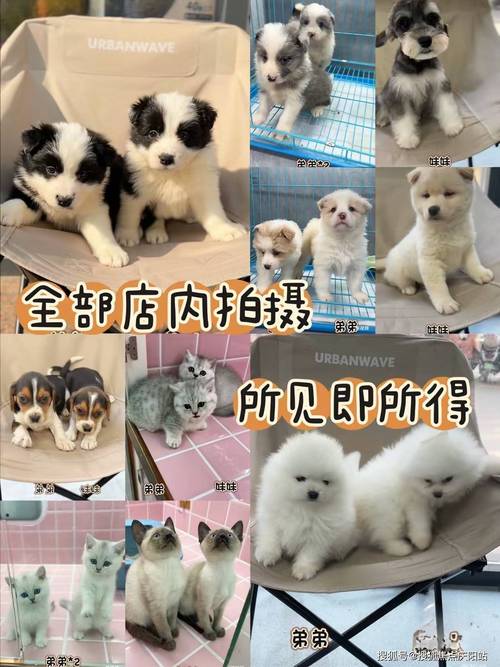 吉娃娃和小鹿犬同龄幼犬费用
费用
多少