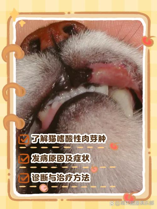 猫咪牙龈炎能自愈吗?