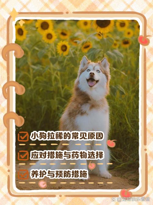 狗狗拉稀不吃东西没精神,怎么办?