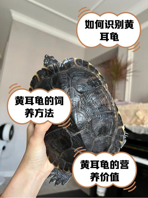 黄耳龟能养多大