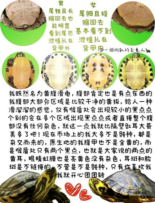 黄耳龟能活多少年,多大算成年