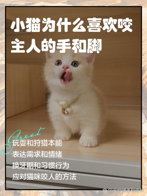 小猫咪喜欢咬主人的手和脚怎么办