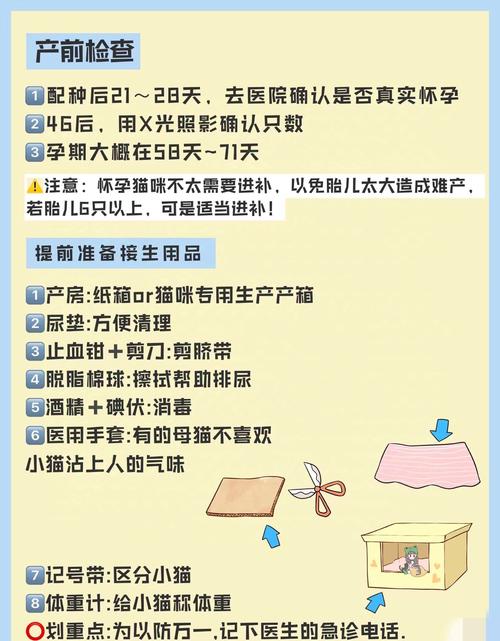 猫咪坐月子的注意事项有哪些