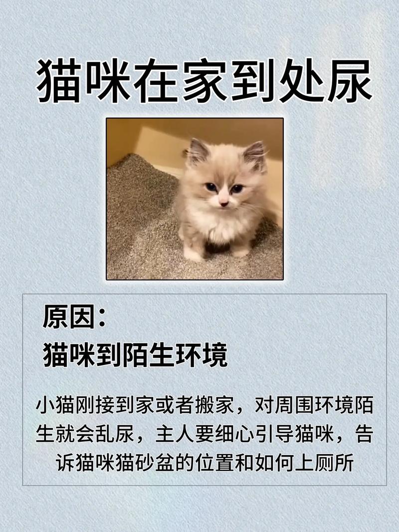 求助,猫咪突然乱拉乱尿?