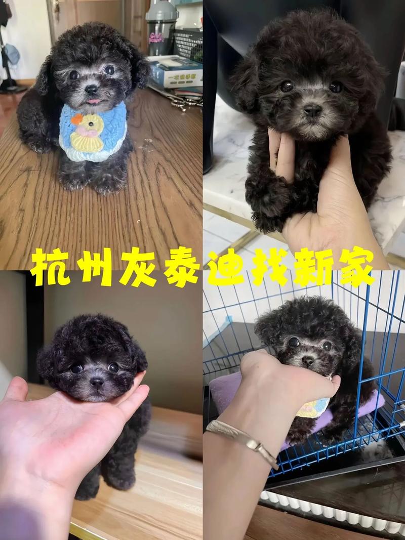 泰迪犬贵不贵?