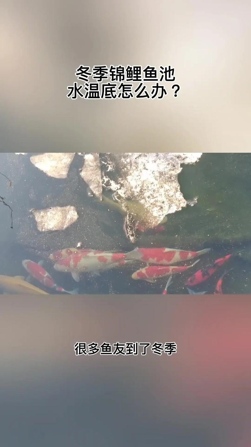 锦鲤冬天加温吗?