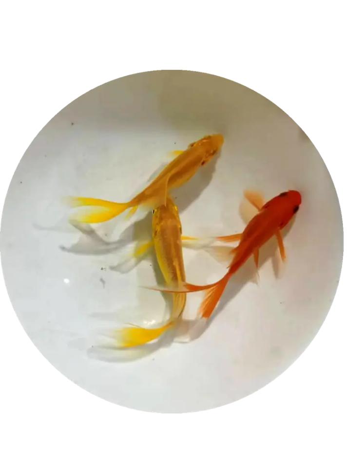 黄金锦鲤怎么养