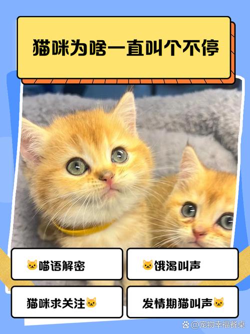 猫咪到家后一直叫个不停是为什么?