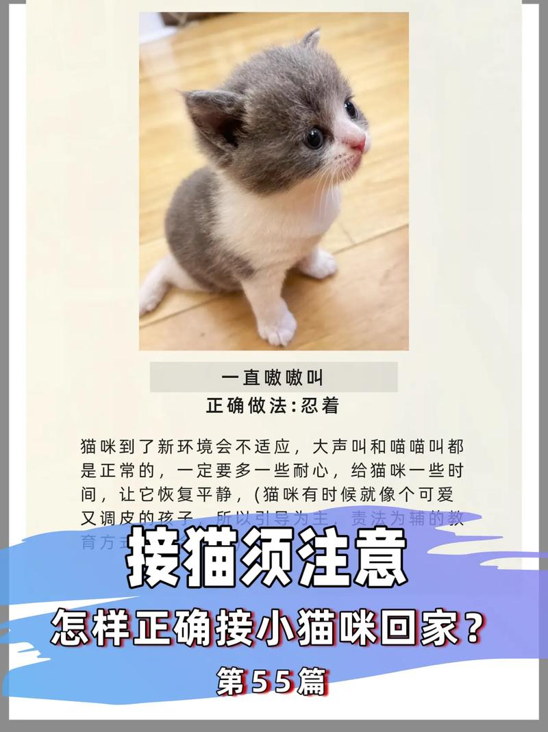 猫咪换新家一直叫怎么办(成年猫换主人晚上一直叫)