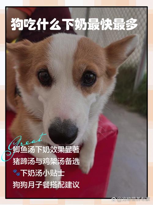 狗吃什么下奶最快比较多
