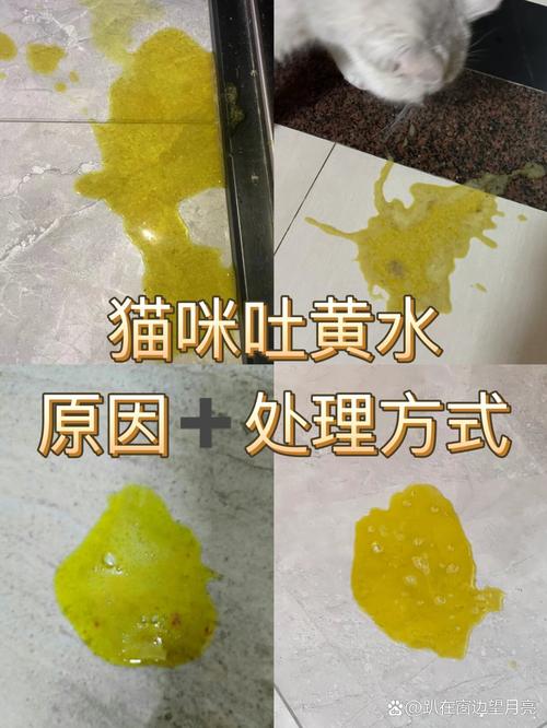 猫咪吐黄水怎么办!急!