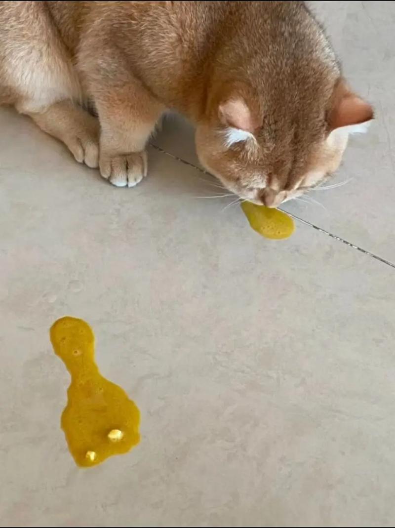 猫咪吐黄水和白沫是怎么回事?
