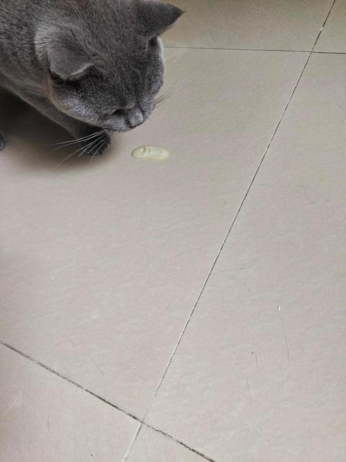 猫吐黄水黏白沫不吃饭