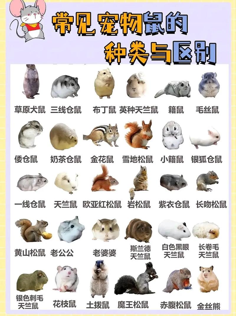 仓鼠有那些品种?
