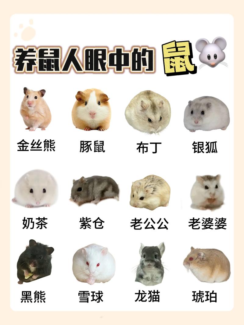 100分求,小仓鼠一公一母起名字。拜托各位大神