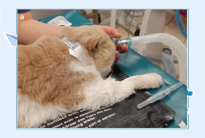 猫咪麻醉多久能醒，猫咪麻醉以后多久恢复知觉
