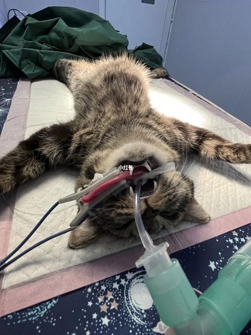 猫咪绝育术后多久醒